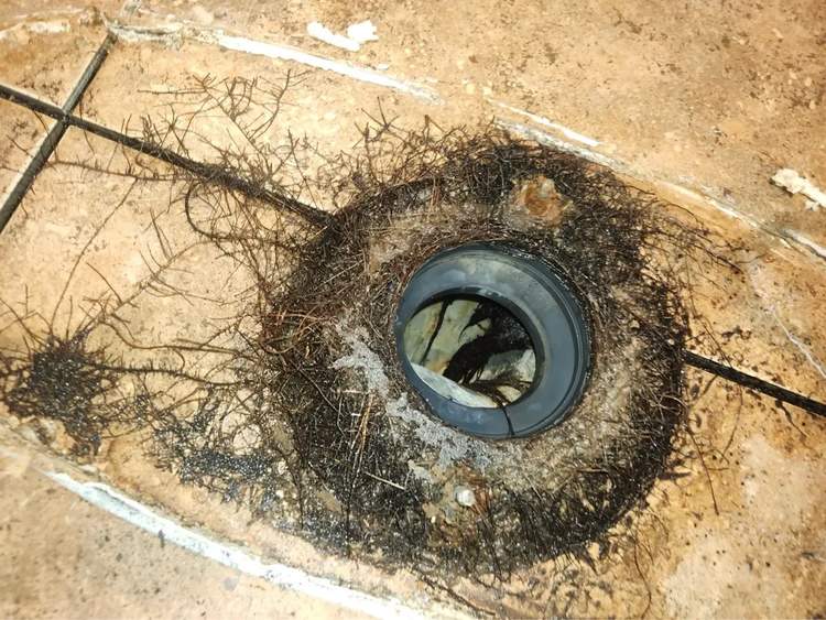 Heavy tree-root intrusion surrounding a toilet flange during a Zeus Plumbing sewer diagnosis